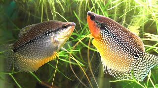 The Complete Guide To Keeping And Breeding The Pearl Gourami Trichopodus leerii [upl. by Krell]