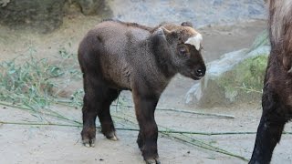 Mishmitakin kalfjes  Mishmi takin calves  ZOO Antwerpen [upl. by Tisdale]