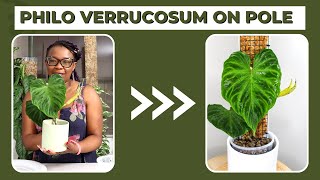 How To Put a Philodendron Verrucosum On a Moss Pole [upl. by Etsyrk]