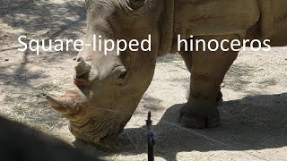 【japanese zoo】Squarelipped rhinoceros／Toyohashi Zoo amp Botanical Park（nonhoipark）／4K／20240721② [upl. by Gnurt]