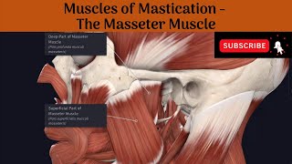 Muscles of Mastication  Masseter Muscle  Origin  Insertion  Nerve Supply  Action  AA [upl. by Krissie]