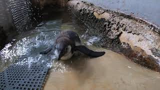 Humboldt Penguin Chick Learns To Swim [upl. by Eiuqcaj350]