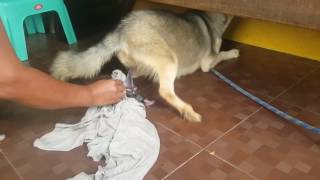 First Time Siberian Husky Giving Birth part 1 [upl. by Dylan]