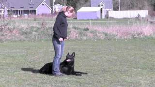 IPO3 Trained German Shepherd For Sale In Action [upl. by Haraj574]