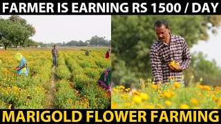 MARIGOLD FLOWER FARMING  This Farmer is earning 1500₹Day Farmers Success Story [upl. by Isma]