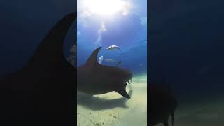 Scuba Diving with hammerhead sharks in Bimini the Bahamas ￼ [upl. by Ahsiemal]