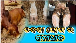 ଚବକା ରୋଗ ର ସମାଧାନ  Chabka Roga cow Farming  cow [upl. by Sonahpets]