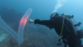 Pyrosome in Tenerife Rare sighting of 5m Pyrosoma Atlanticum scuba diving in the Canary Islands [upl. by Nadnerb]