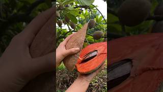 buah Mamey Sapote atau Pouteria sapota [upl. by Levitus]