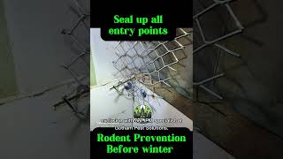 Rodent Prevention before winter rodentproofing exclusion ipm pestcontrol foryou fyp mice [upl. by Resay]