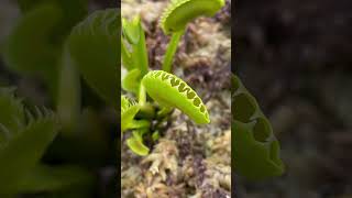 Feeding the Dentate Venus flytrap an Ant plants carnivorousplant garden cool [upl. by Verena345]