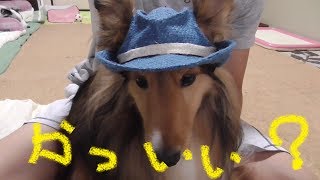 【可愛いシェルティ】帽子に慣れよう。Cute SheltieLets get used to the hat [upl. by Whitman]