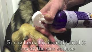 How to use Leucillin  Product Guide  Antiseptic skincare for puppies pets and more [upl. by Kiefer]