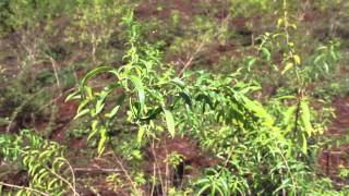 HERBOLISTERIA EL CEDRON DE PALO CULTIVO CUIDADOS Y UTILIDAD [upl. by Martinic]