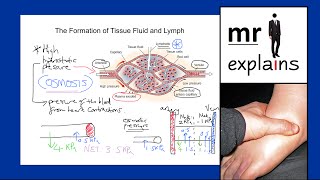 mr i explains The Formation of Tissue Fluid and Lymph [upl. by Felita916]