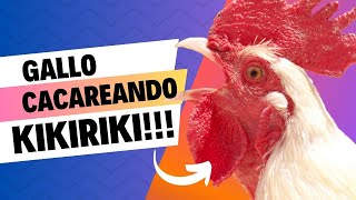 Gallo Cacareando 🐓 El Clásico Sonido del Amanecer [upl. by Slavic]