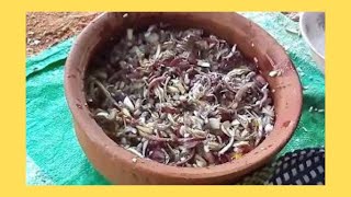 How To Cook Kesel Muwa CurryKesel Muwa Recipe Sri Lanka [upl. by Darmit]