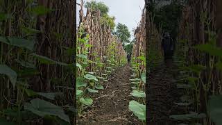 Spray fungicide on cucumber plantsfarming cucumber [upl. by Gitel]