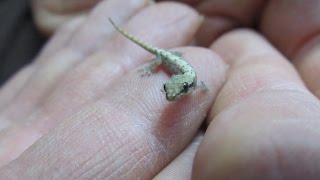 A Quick Guide To Mourning Geckos Lepidodactylus lugubris [upl. by Ledif]