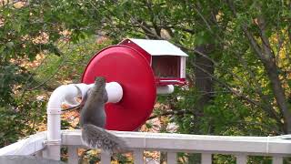 A True AntiSquirrel Bird Feeder That Works [upl. by Eirual]