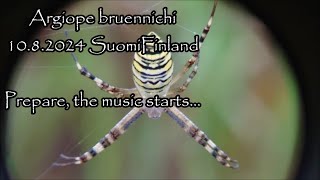 argiope bruennichi 10082024 Holopainen spiderweb bass kitarasello violin baritone [upl. by Hagi]