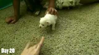 Watching a Puppy Grow  1620 Days Old  Newborn Pomeranian Puppy [upl. by Anuait]