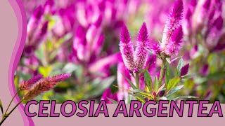 The CELOSIA ARGENTEA Guide For Everyone quotCockscombquot [upl. by Trbor837]