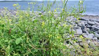 Raphanus raphanistrum Jointed Charlock near Atlantic Ocean in Halifax [upl. by Scutt]