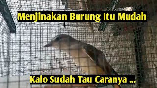 Burung Mantena jinak [upl. by Ahrens]