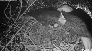 SWFL Eagles M15 Sees His Egg First Time amp Incubates 💗 F23 Returns amp M Stands By Her Side 112523 [upl. by Isyed230]