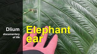 Elephant ear Xanthosoma robustum  part 1 [upl. by Navac]