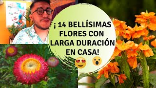 10 plantas de interior que florecen todo el año │Candy Bu [upl. by Wadleigh]