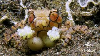 Pom Pom Crab at Wakatobi [upl. by Yordan]