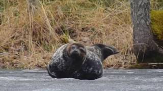 Saimaa ringed seal Pusa hispida saimensis  Saimaannorppa  Nikon Coolpix P900 [upl. by Natsirk]