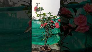 Camellia flowers blooming in my terrace gardencamellia camelliasyoutubeshortsplantparentshorts [upl. by Kalmick300]