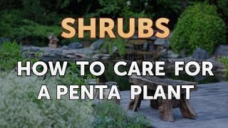 How to Care for a Penta Plant [upl. by Eiddal290]