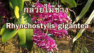 กล้วยไม้ช้าง Rhynchostylis giganteaติดต่อพันธุ์ แอดไลน์ 0818657957 [upl. by Papagena]