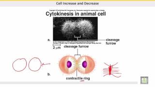 علم الحيوان Zoology  الوحدة 5  Cytokinesis [upl. by Nnaid]