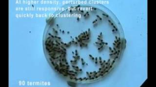 A swarm cognitive trap Macrotermes michaelseni [upl. by Moffit530]