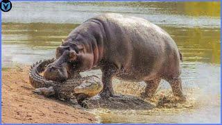 9 Unbelievable Hippo Attacks Caught On Camera [upl. by Betthel]