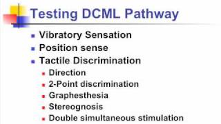 sensory examination  anatomy  Exam Tests [upl. by Ariik144]