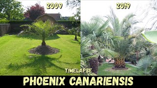 11 Years Timelapse of my canary date palm  Belgium [upl. by Llennyl]