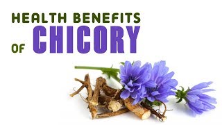 8 Health Benefits of Chicory [upl. by Ellenohs554]