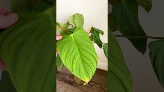 Want a Philodendron With Big Leaves Buy These Varieties [upl. by Adaurd]