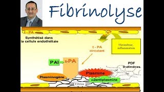 Fibrinolyse [upl. by Ettedranreb]