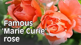 Famous Marie Curie rose [upl. by Latreece61]