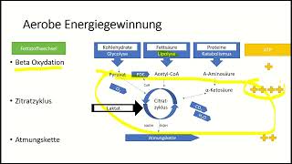 Energiestoffwechsel [upl. by Maitland]