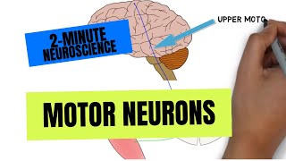 2Minute Neuroscience Motor Neurons [upl. by Harshman]