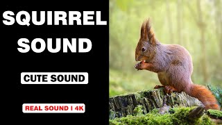 Real Squirrel Sounds  High Quality  Cute Squirrel Sound Experience [upl. by Josephine38]