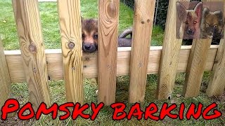 Pomsky barking [upl. by March144]